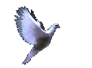 doveleft